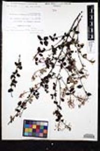 Ceanothus tomentosus var. olivaceus image