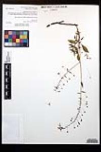 Lopezia miniata image