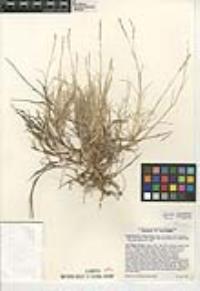 Muhlenbergia richardsonis image