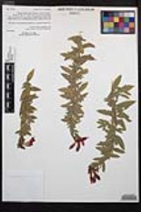 Epilobium canum subsp. latifolium image