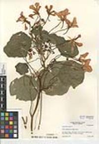 Tropaeolum majus image