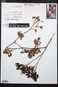 Rosa californica image