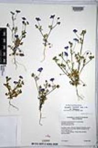 Nemophila menziesii image