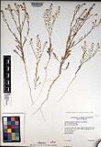 Lepidium virginicum subsp. menziesii image