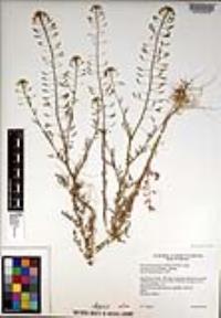 Descurainia pinnata subsp. menziesii image