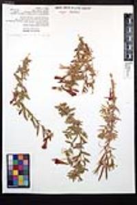 Epilobium canum subsp. latifolium image