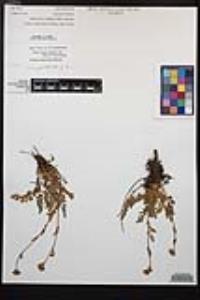 Horkelia fusca image