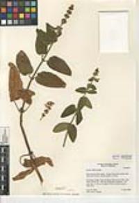 Stachys bullata image