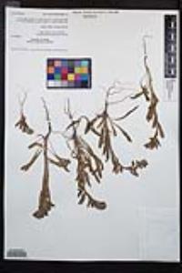 Camissoniopsis hirtella image