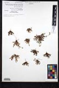 Plagiobothrys collinus var. gracilis image