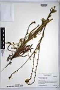 Amsinckia intermedia image