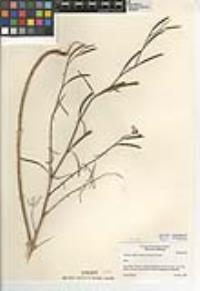 Clarkia bottae image