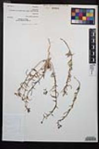 Camissoniopsis confusa image