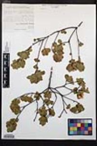 Lindleya mespiloides image