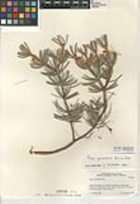 Pinus quadrifolia image