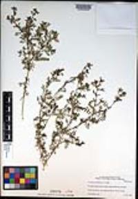 Lepidium didymum image