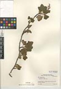 Ribes malvaceum var. viridifolium image