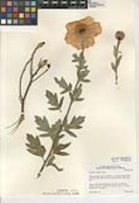 Romneya coulteri image