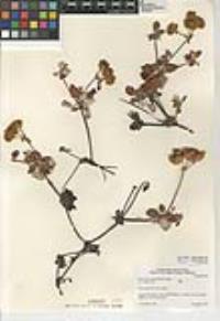 Eriogonum umbellatum var. munzii image