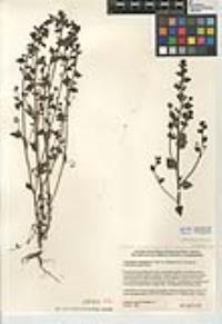 Sairocarpus pusillus image