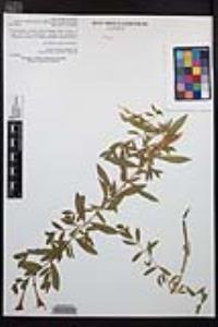 Epilobium canum image