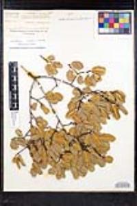 Rhamnus ilicifolia image