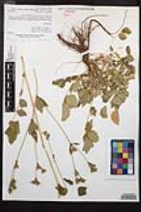 Drymocallis glandulosa var. reflexa image