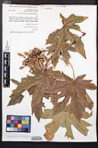 Acer macrophyllum image