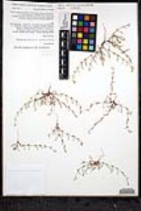 Pectocarya linearis image