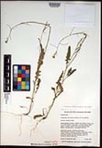 Caulanthus lasiophyllus image