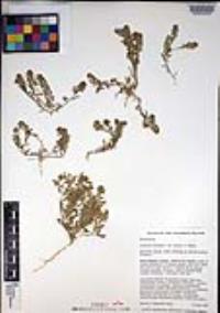 Lepidium oblongum image