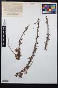 Purshia tridentata image