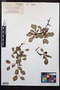 Prunus subcordata image