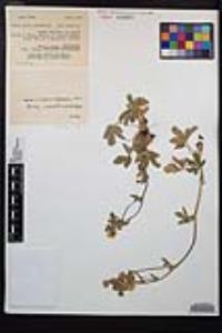 Potentilla gracilis image