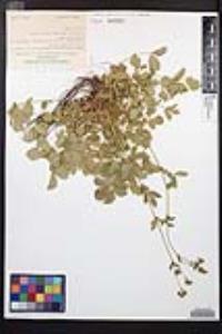 Drymocallis glandulosa image