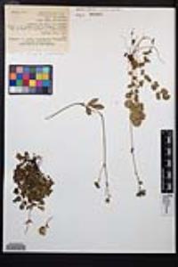 Drymocallis glandulosa image