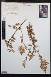 Holodiscus discolor image