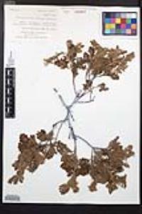 Chamaebatia foliolosa image