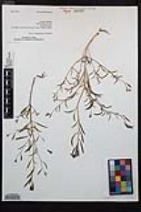 Epilobium brachycarpum image