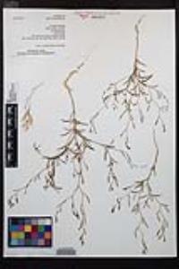 Epilobium brachycarpum image