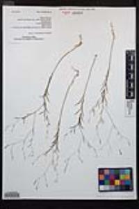 Epilobium brachycarpum image