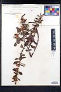 Ceanothus crassifolius image