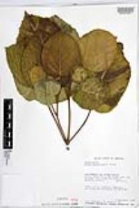 Cordia africana image