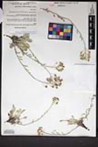 Physaria ovalifolia subsp. alba image