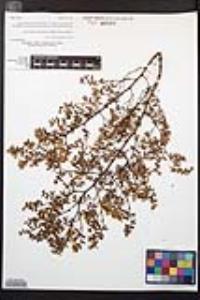 Larrea tridentata image