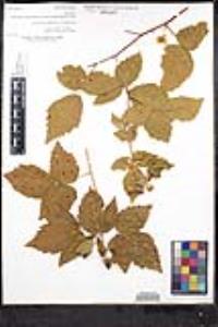 Rubus ursinus image