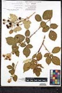 Rubus armeniacus image