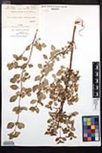 Fuchsia thymifolia image