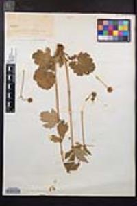 Geum macrophyllum image