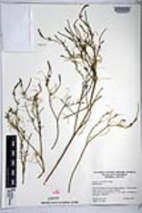Stillingia linearifolia image